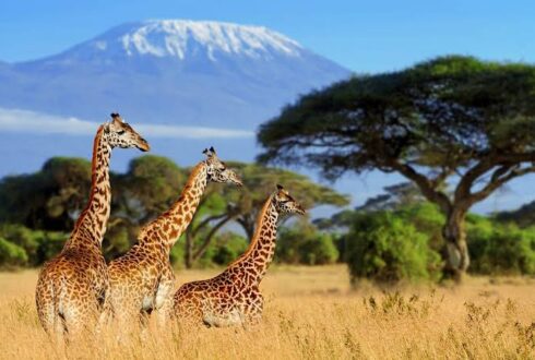 AFRICA