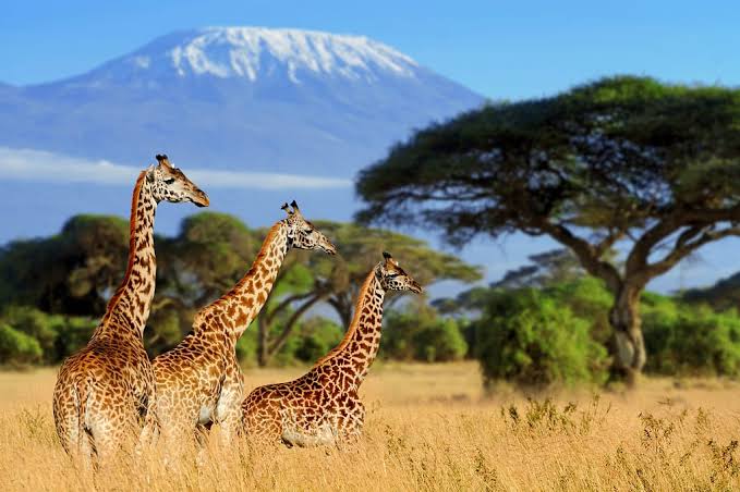 Cape to Delta Safari